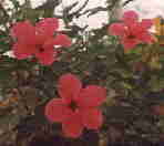 bl&uuml;hender Hibiskus Nr. AA 1 02 01 01