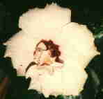 Hibiskusbl&uuml;te Nr. AA 1 02 01 02