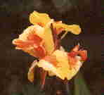 Wie heisst diese Blume? Nr. AD 1 02 01 04