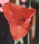 Wie heisst diese Blume? Nr. AD 1 02 01 05