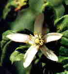 Zitronenbl&uuml;te Nr. AD 1020107