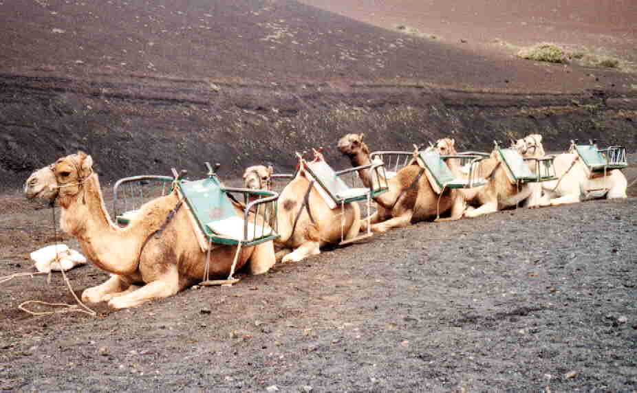 Kamelkaravane Nr. AA1010401